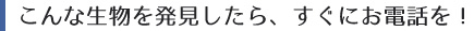 こんな虫を発見したら